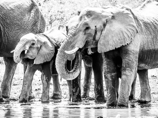 Manada de elefantes africanos sedientos bebiendo agua en el abrevadero. Reserva de caza de Moremi, Región de Okavango, Botsuana — Foto de Stock