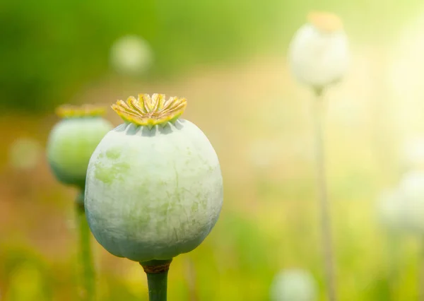 Grüner unreifer Mohn. Quelle pflanzliche Opiumdroge — Stockfoto