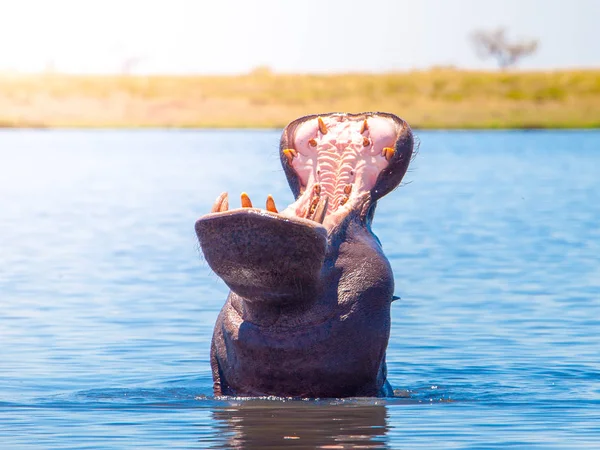 Afrikai víziló a tágra nyílt, és ijesztő pofáját a vízben. A természetes élőhelye a Chobe folyó, Botswana, Afrika veszélyes víziló — Stock Fotó