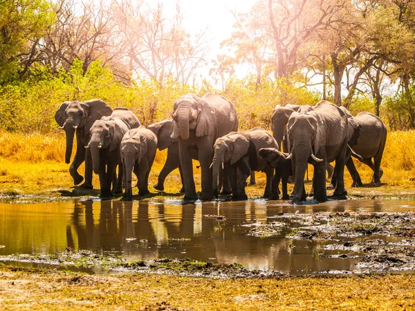Herd of african elephants at waterhole. Chobe National Park, Okavango Region, Botswana, Africa — Stock Photo, Image