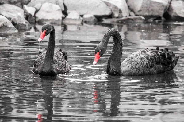 Two black swans in the water. Black and white image with selective colorization - red beaks — Stock Photo, Image