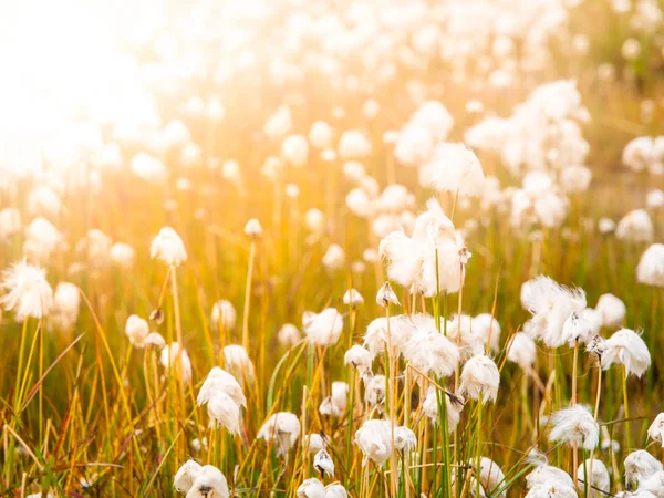 Campo de hierba de algodón en día soleado, Islandia — Foto de Stock