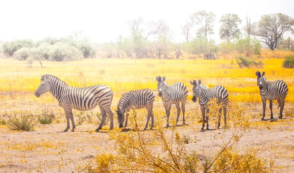 Zebry, stałego i oglądania w Delta Okawango w porze suchej, rezerwat Moremi, Botswana, Afryka — Zdjęcie stockowe