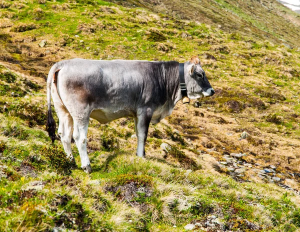 Söt grå alpina ko med bell i nacken som betar på ängen — Stockfoto