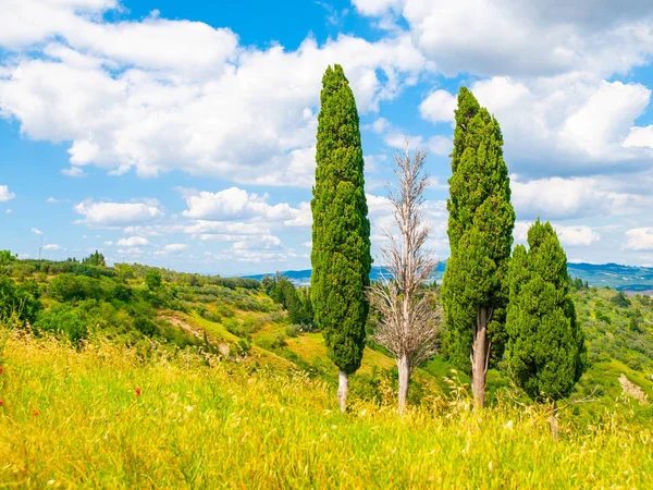 Group of cypress trees in summer landscape of Tuscany, Italia — Stock Photo, Image