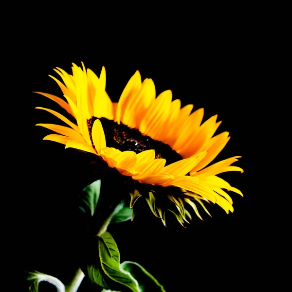 Sunflower isolated on black background. Low key image