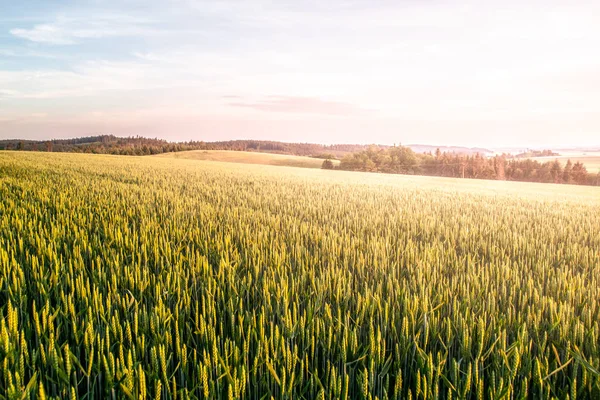 Champ de céréales de printemps vert par temps ensoleillé avec ciel bleu et nuages blancs. Papier peint paysage naturel, agricole et rural — Photo