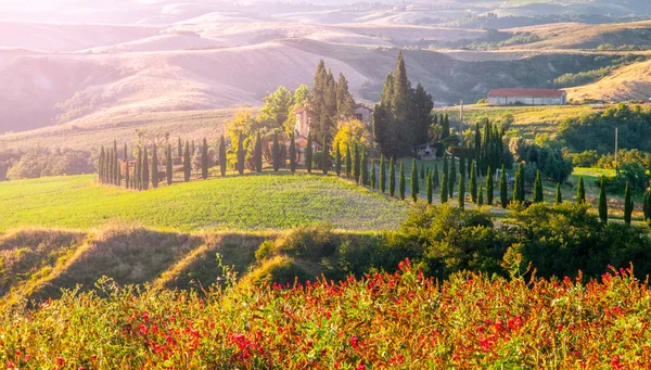 Evening in Tuscany. Hilly Tuscan landscape with cypress trees alley and farm house, Italy — Stock Photo, Image