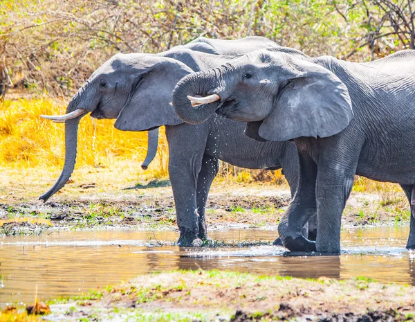 Elefantes africanos sedientos bebiendo agua en el abrevadero. Reserva de caza de Moremi, Región de Okavango, Botsuana — Foto de Stock