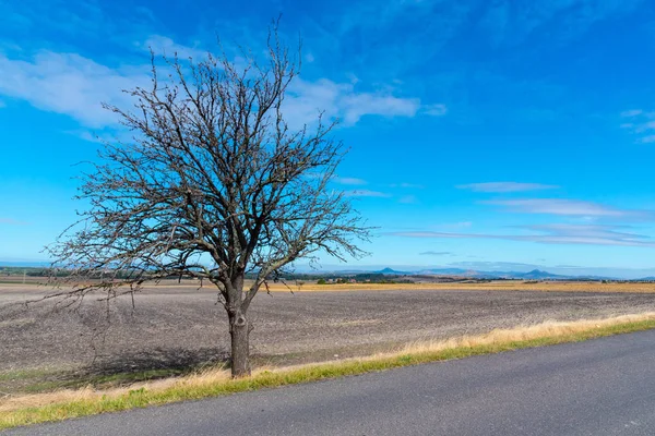 Estrada de asfalto em paisagem estéril com árvores no dia ensolarado de outono — Fotografia de Stock