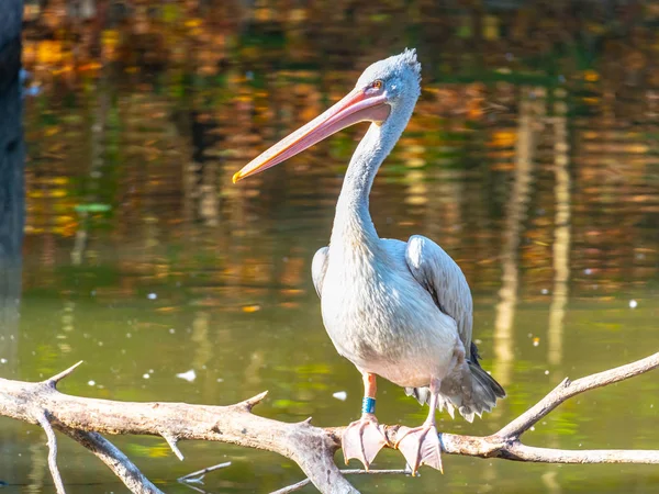 Pelikan sitzt auf einem Ast über Wasser — Stockfoto