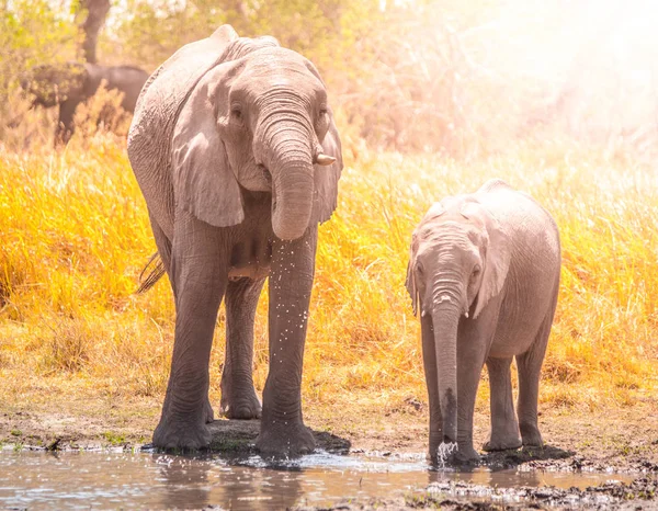 Elefantes africanos sedentos a beber água no poço. Moremi Game Reserve, Região do Okavango, Botsuana — Fotografia de Stock