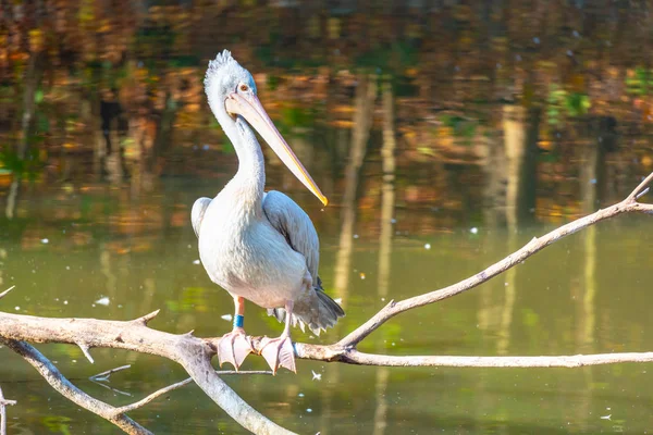 Pelikan sitzt auf einem Ast über Wasser — Stockfoto