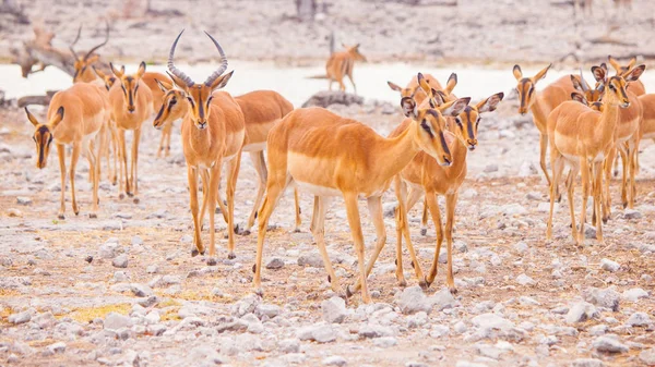 Stádo impaly na Napajedla, národní Park Etosha, Namibie, Afrika. — Stock fotografie