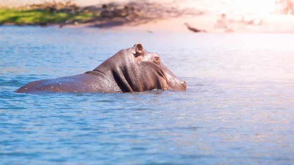 African hippopotamus hidden in the water. Dangerous hippo in natural habitat of Chobe River, Botswana, Africa — Stock Photo, Image