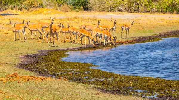 Herd of impalas at waterhole, Etosha National Park, Namibia, Africa. — Stock Photo, Image
