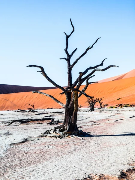 Espinheiros de camelo mortos em Deadvlei secam panela com solo rachado no meio das dunas vermelhas do deserto do Namib, Sossusvlei, Namíbia, África — Fotografia de Stock