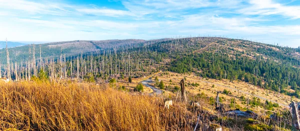 Devasted skog i caues på bark beetle angrepp. Sumava nationalpark och Bayerischer Wald, Tjeckien och Tyskland. Utsikt från Tristolicnik, Dreisesselberg, Plechy, Plockenstein — Stockfoto