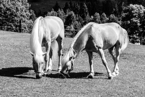 Two palomino horses grazing on a pasture Black and white image — Stock Photo, Image