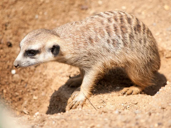 Meerkat, alias suricate - Suricata suricatta. désert du Kalahari, Botswana, Afrique . — Photo