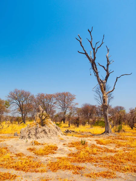 Termitišti v savaně, Okavango regionu, Botswana. — Stock fotografie