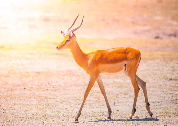 Genç Impala safari oyun sürücü, Okavango bölge, Botsvana — Stok fotoğraf