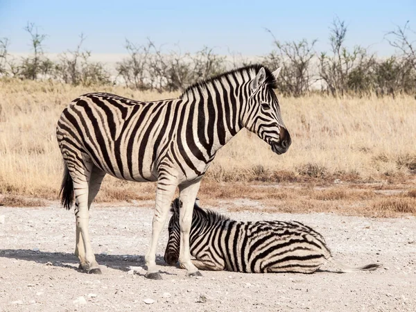 サバンナ、エトーシャ国立公園、ナミビア、アフリカ 2 つのシマウマ. — ストック写真