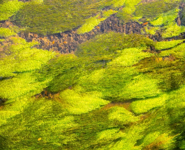 Alghe verdi sotto l'acqua limpida del torrente di montagna — Foto Stock