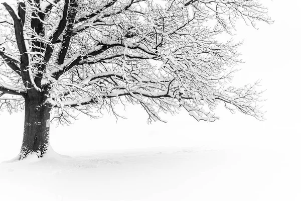 Winter tree. Big decidious tree in clear white snowy landscape. Misty and freezy day — Stock Photo, Image