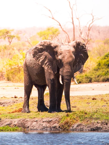Afrikaanse olifant aan het water. River Chobe, Botswana, Afrika. — Stockfoto