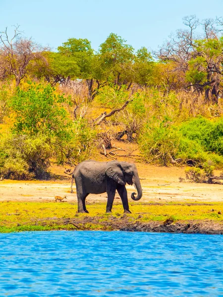 Afrikaanse olifant aan het water. River Chobe, Botswana, Afrika. — Stockfoto