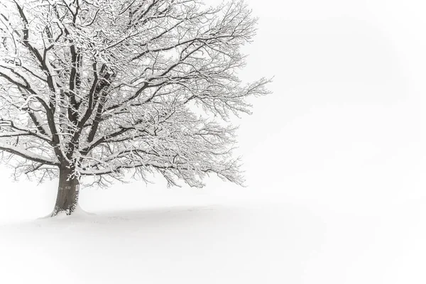 Winter tree. Big decidious tree in clear white snowy landscape. Misty and freezy day — Stock Photo, Image
