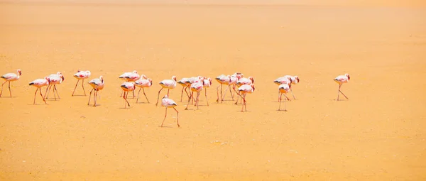 Flamingolar çölde yürüyorum. Walvis Bay, Namib Çölü, Namibya, Afrika. — Stok fotoğraf