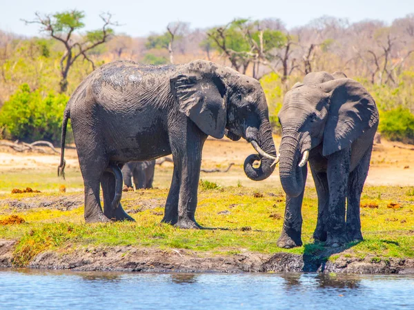 Twee Afrikaanse olifanten op het water. Chobe Riverfront Nationaal Park, Botswana, Afrika — Stockfoto