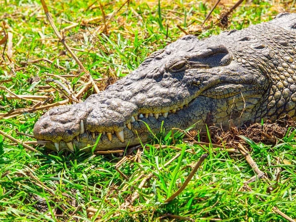 Timsah portre. Otların arasında gizli croc — Stok fotoğraf