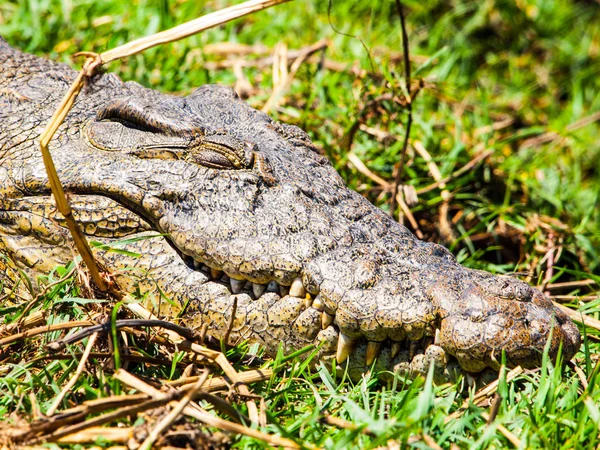 Timsah portre. Otların arasında gizli croc — Stok fotoğraf