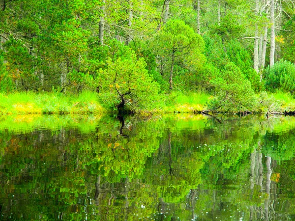 Satte grüne Reflexion in der Wasseroberfläche des Waldsees — Stockfoto