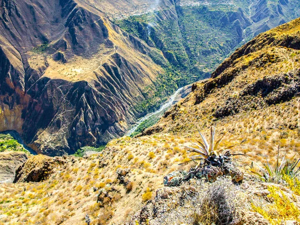 Colca Kanyonu - Dünyanın en derin kanyonu, Peru, Güney Amerika — Stok fotoğraf