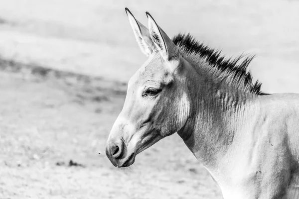 Portrait of grey donkey. Domestic mammal of farmlands — Stock Photo, Image