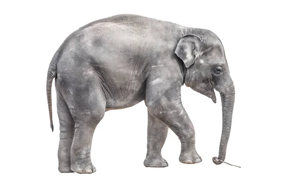 Young baby elephant playing with small wooden stick in the trunk. Isolated on white backround — Stockfoto