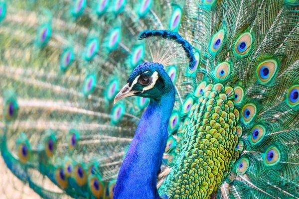 Portrét Peacock-detailní pohled na ptačí hlavu a barevné peří — Stock fotografie