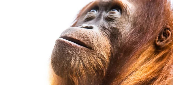 Orangután, también conocido como orangután u orangutang. Retrato facial detallado — Foto de Stock