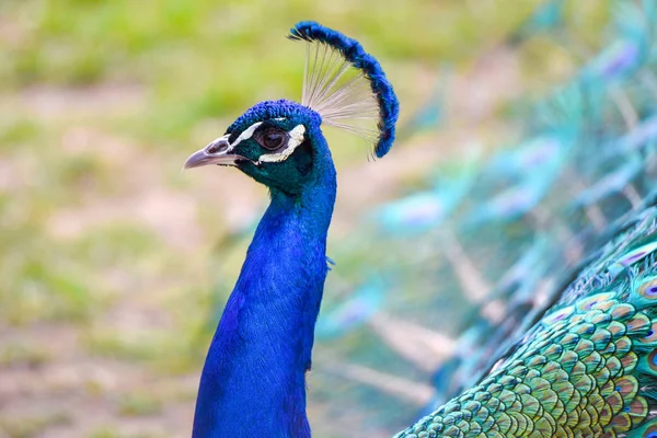Portrét Peacock-detailní pohled na ptačí hlavu a barevné peří — Stock fotografie
