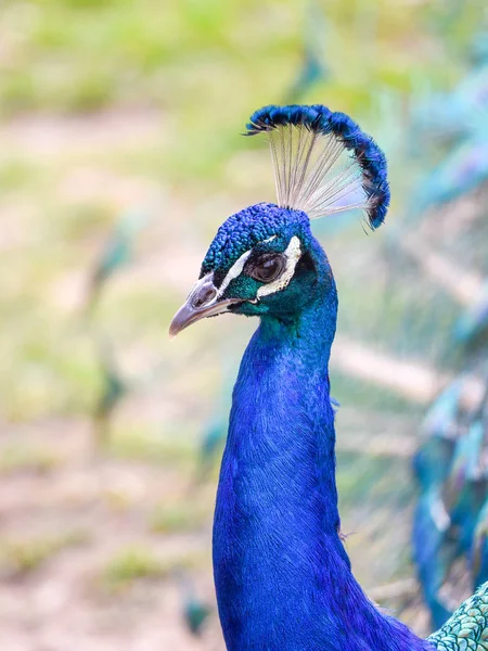 Portrét Peacock-detailní pohled na ptačí hlavu a barevné peří — Stock fotografie