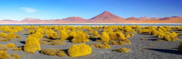 Vysoké štíty a trsy trávy typické Laguna Colorada v jižním bolivijské Altiplano — Stock fotografie