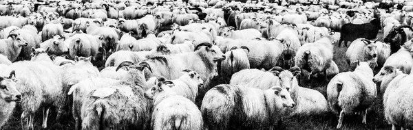 Gregge di pecore ghiacciate. Scatto panoramico in bianco e nero — Foto Stock