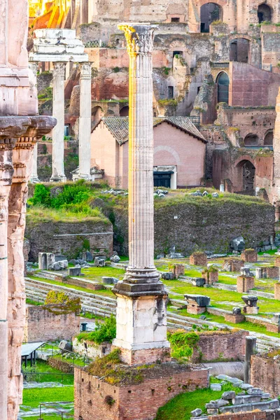 Colonna delle Foca nel sito archeologico del Foro Romano, Roma, Italia — Foto Stock