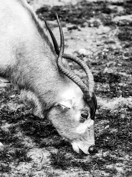 Adax Antelope bete på gräset betesmark — Stockfoto