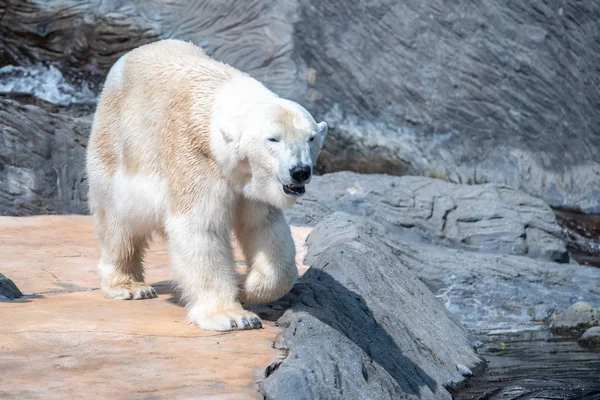 Dont l'ours polaire marche dans le zoo — Photo