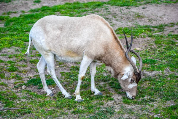 Adax antilope pascolo sul pascolo erba — Foto Stock